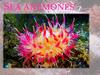 Sea anemones