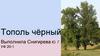Тополь чёрный