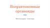 Полуавтономные органоиды. Митохондрии пластиды