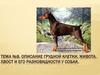 Описание грудной клетки, живота. Хвост и его разновидности у собак. Тема №8