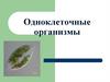 Одноклеточные организмы
