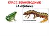 Класс земноводные (Амфибии)