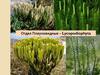 Отдел Плауновидные – Lycopodiophyta