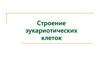 Строение эукариотических клеток
