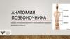 Анатомия позвоночника