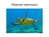Морская черепашка