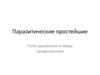 Паразитические простейшие. Пути заражения и меры профилактики