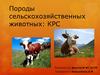 Породы сельскохозяйственных животных: КРС
