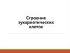 Строение эукариотической клетки
