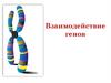 Взаимодействие генов