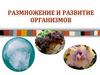 Размножение и развитие организмов