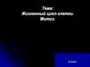 Жизненный цикл клетки. Митоз. 9 класс