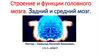 Строение и функции головного мозга. Задний и средний мозг