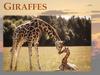Giraffes