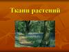 Ткани растений