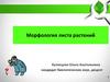 Морфология листа растений