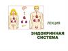 Эндокринная система