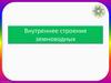 Внутреннее строение земноводных. Скелет лягушки. Отделы скелета
