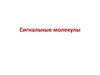 Сигнальные молекулы. Химическая сигнализация