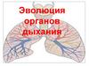 Эволюция органов дыхания