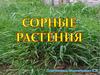 Сорные растения