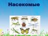 Насекомые