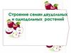 Строение семян двудольных и однодольных растений