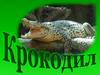 Крокодил