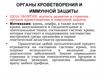 Органы кроветворения и иммунной защиты