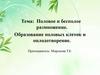 Половое и бесполое размножение. Образование половых клеток и оплодотворение