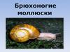 Брюхоногие моллюски (улитки)