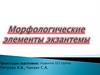 Морфологические элементы экзантемы