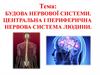 Будова нервової системи. Центральна і периферична нервова система людини