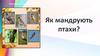 Як мандрують птахи?