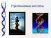 Нуклеиновые кислоты. Из истории открытия нуклеиновых кислот
