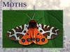 Moths