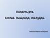 Полость рта. Глотка. Пищевод. Желудок