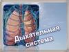 Дыхательная система