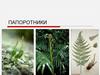 Папоротники. Происхождение папоротников