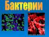Бактерии