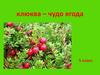 Клюква – чудо ягода. 5 класс