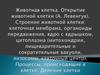 Живая клетка. Открытие живой клетки. Строение живой клетки. Урок 3. 8 класс