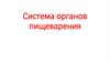 Система органов пищеварения