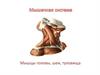 Мышцы головы, шеи, туловища