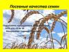 Посевные качества семян