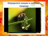 Определите живую и неживую природу