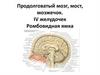 Продолговатый мозг, мост, мозжечок. IV желудочек. Ромбовидная ямка