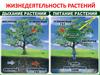 Жизнедеятельность растений