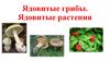 Ядовитые грибы. Ядовитые растения