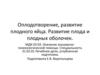 Оплодотворение, развитие плодного яйца. Развитие плода и плодных оболочек